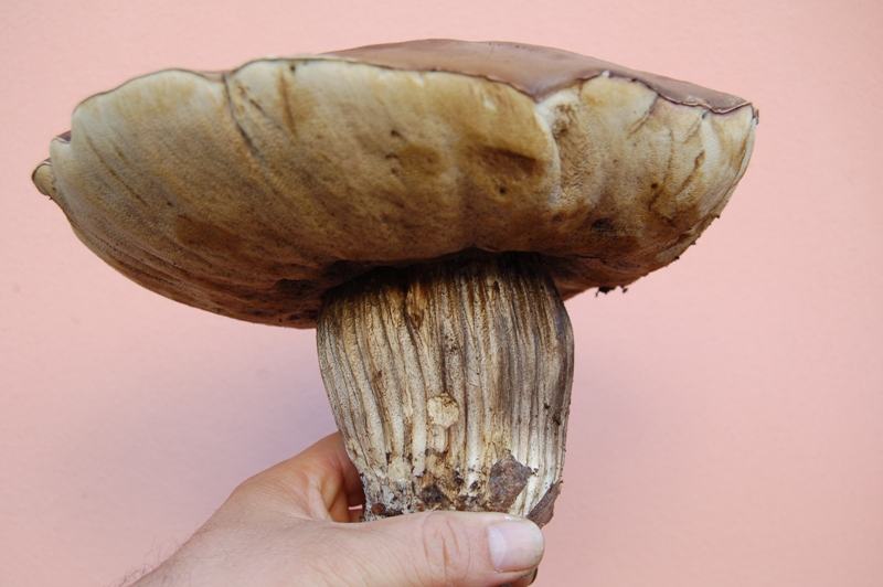 Leccinum duriusculum f. robustum